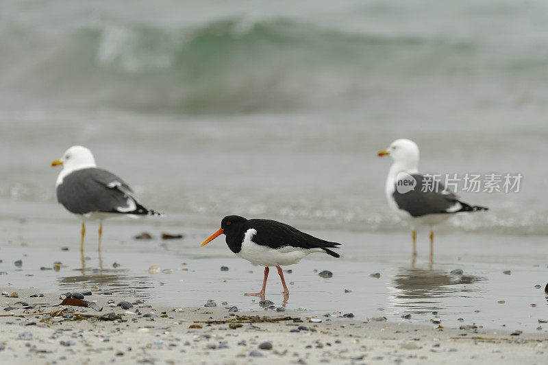 欧洲捕鲸者(Haematopus ostralegus)